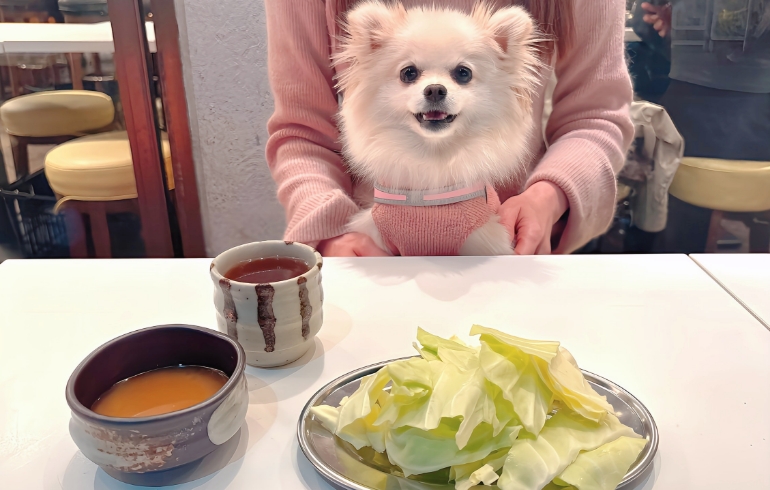 お通しのキャベツとゆめちゃん
