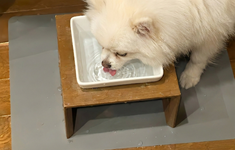 ワンちゃん用のお水サービス