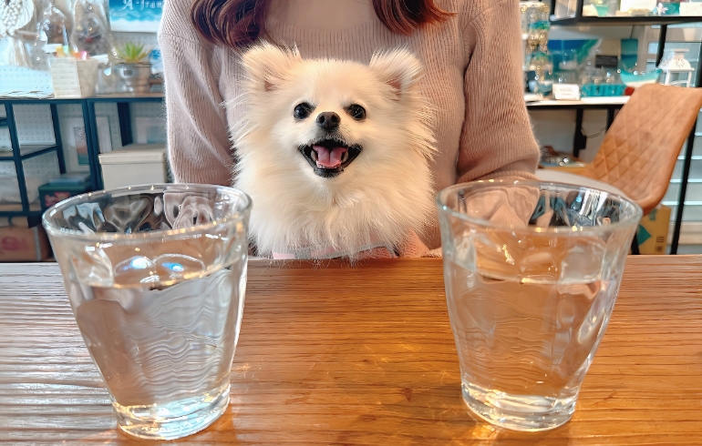 水素水とゆめちゃん