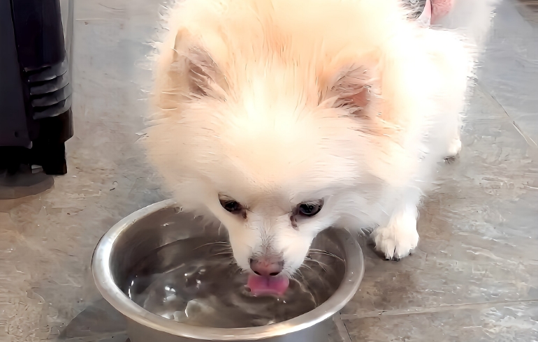 水素水とゆめちゃん（飲んでるとこ）