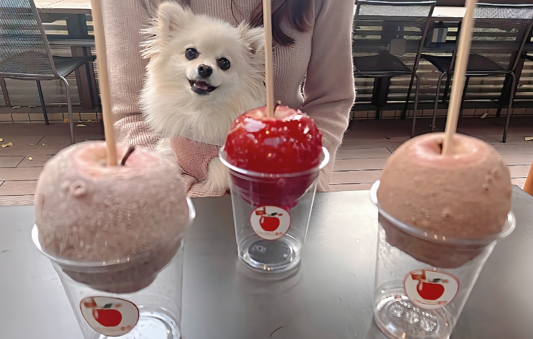 りんご飴各種とゆめちゃん