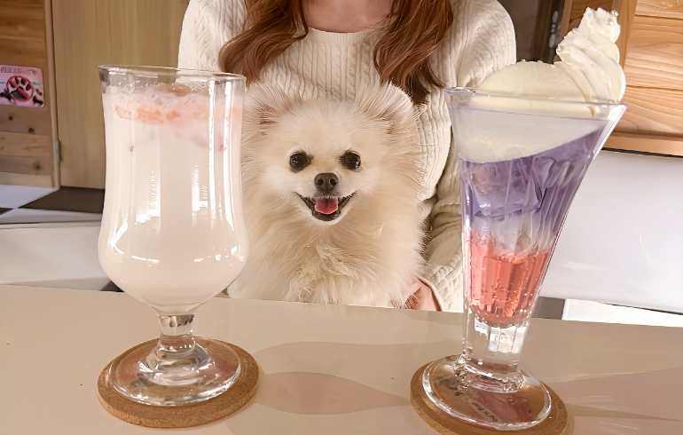 ドリンク各種とゆめちゃん（Dog'n Rollフロート）