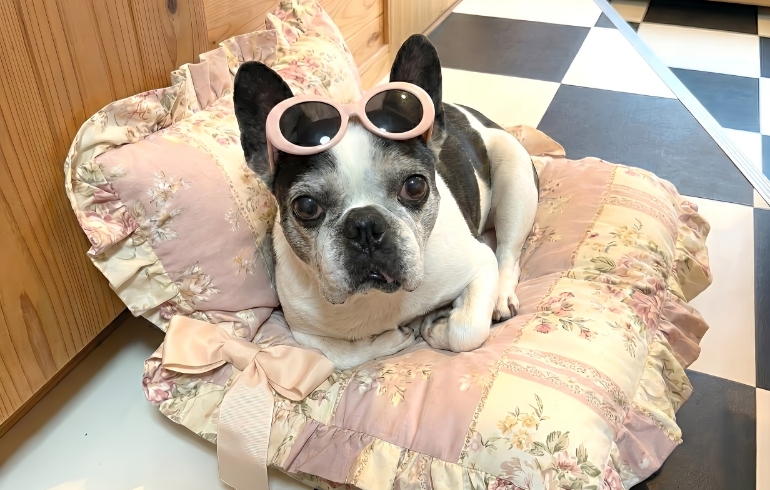 看板犬SUEちゃん
