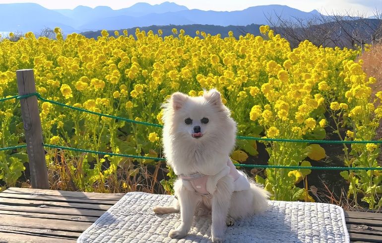 吾妻山公園の菜の花とゆめちゃん（敷マットの上）