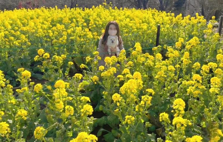吾妻山公園の菜の花とゆめちゃんとゆめちゃんママ