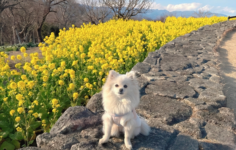吾妻山公園の菜の花とゆめちゃん