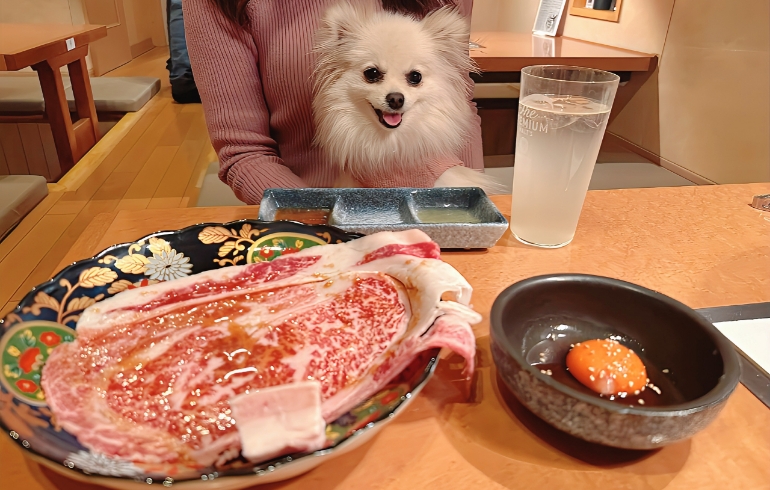 黒毛和牛焼きしゃぶとゆめちゃん