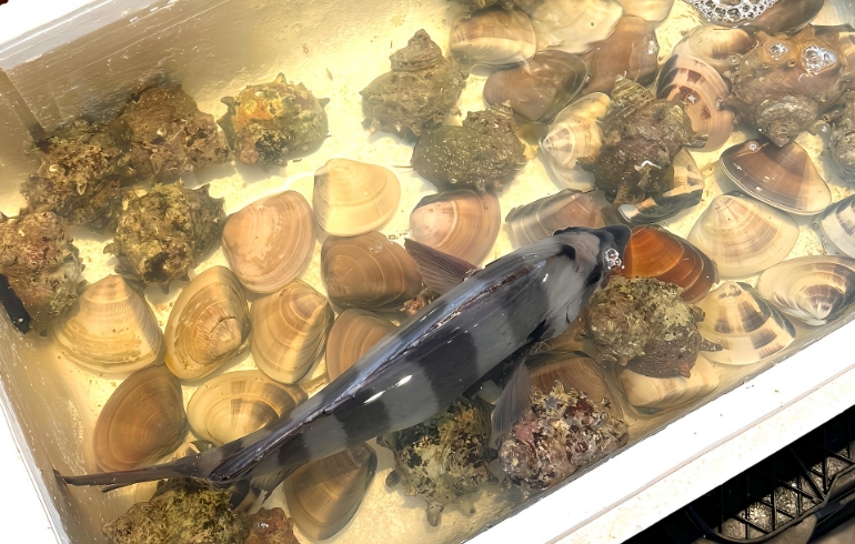 お魚5