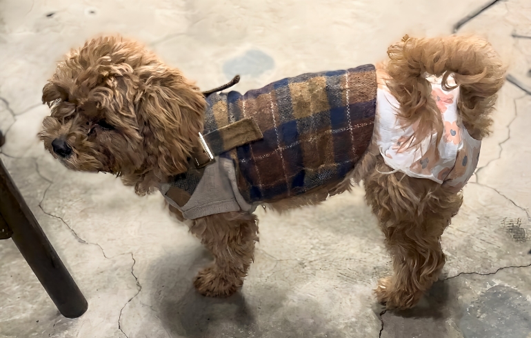 可愛い看板犬
