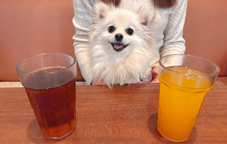 ドリンクとゆめちゃん