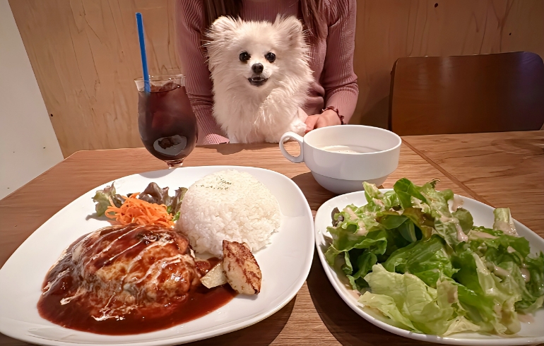 ランチメニュー料理各種