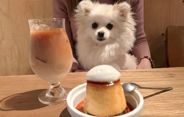 ブラジルプリンとゆめちゃん