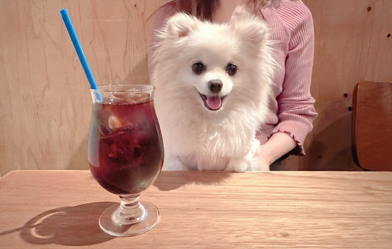 水出しコーヒーとゆめちゃん