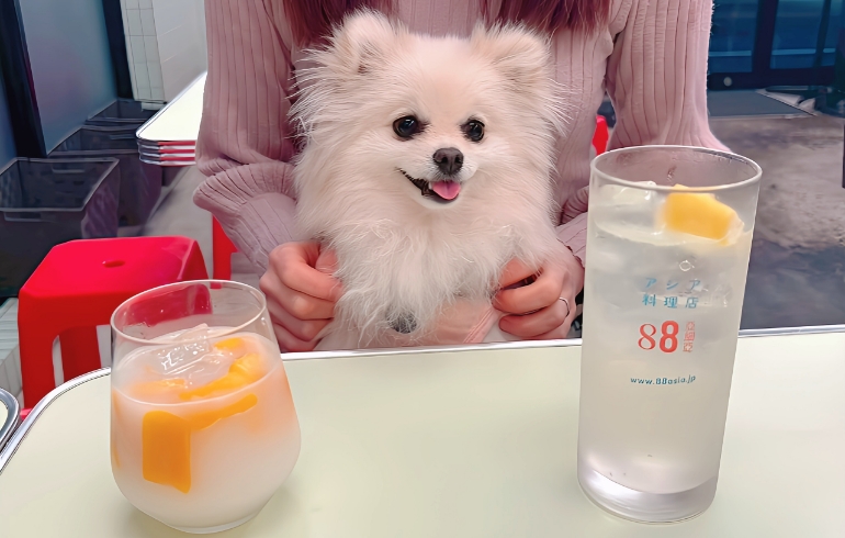 レモンサワーとマンゴーカルピスとゆめちゃん
