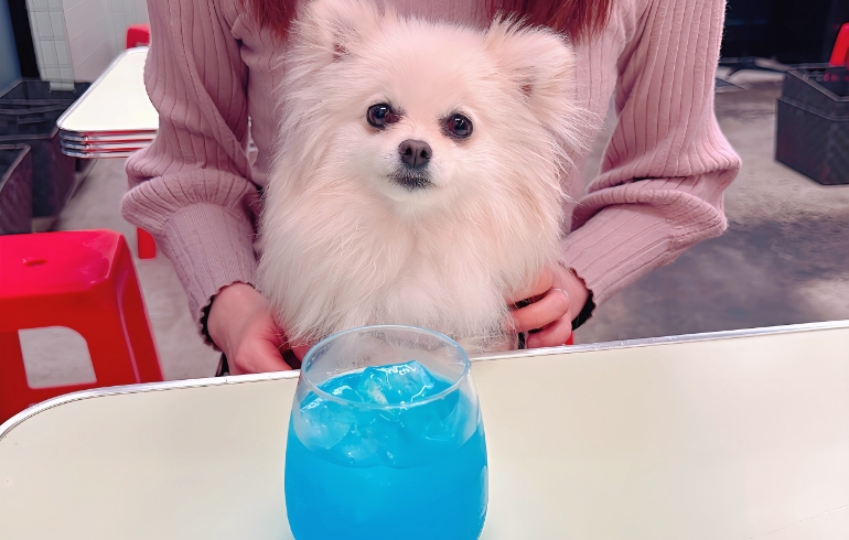 モンテルチャイナブルーとゆめちゃん