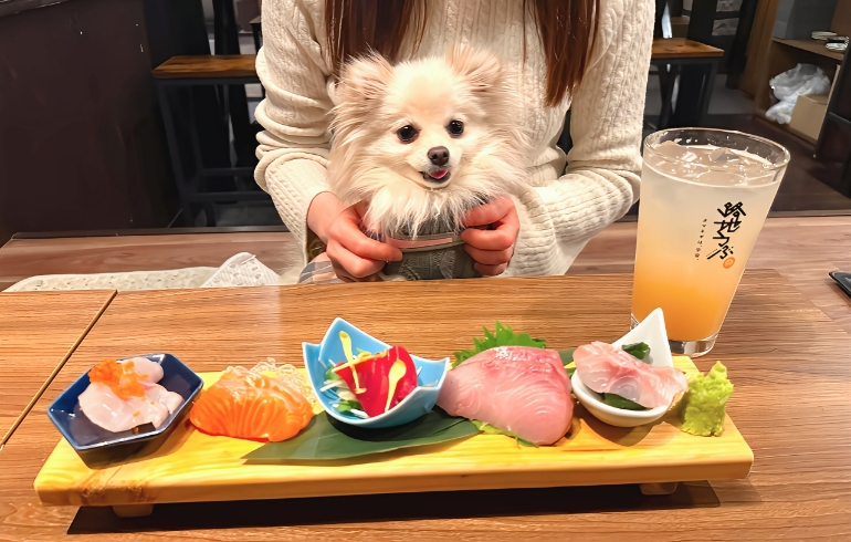 新鮮旬魚のお刺身