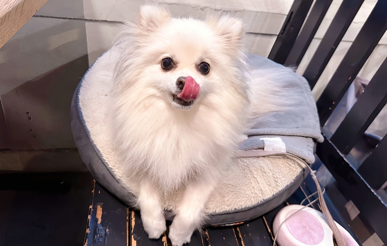 ゆめちゃんとクッション2