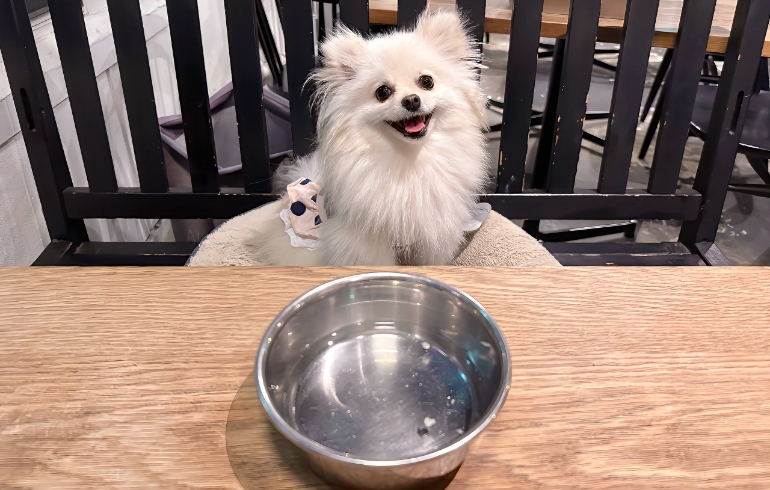 ワンちゃんのお水サービス