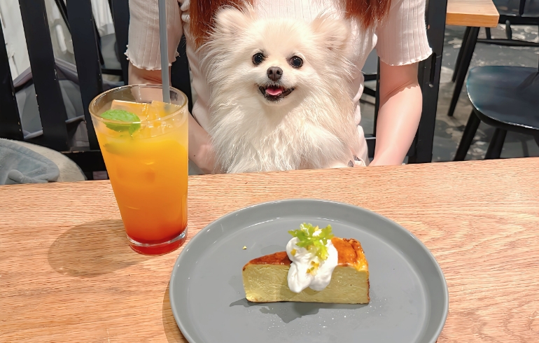 ピスタチオのバスクチーズケーキとゆめちゃん