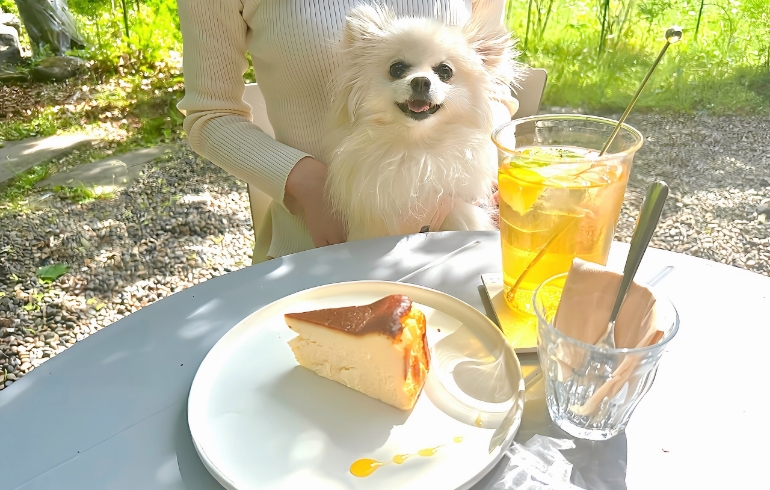 チーズケーキとゆめちゃん