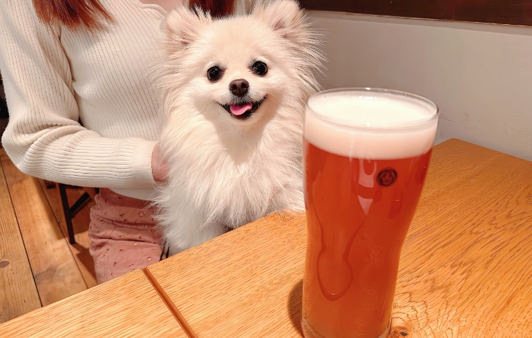 クラフトビールとゆめちゃん
