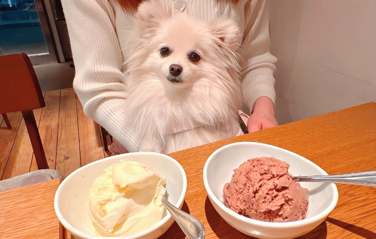 ホーキーポーキーアイスとゆめちゃん