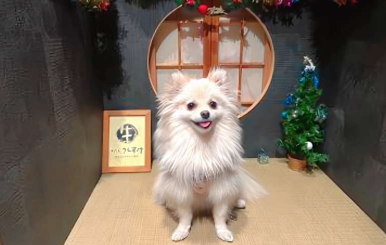 フォトスペース（愛犬の写真1）