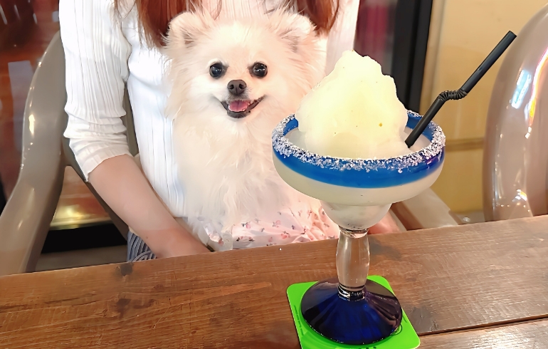 カクテルとゆめちゃん