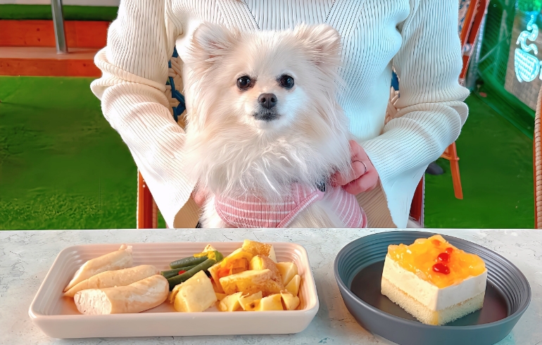 ゆめちゃんとワンちゃんのご飯