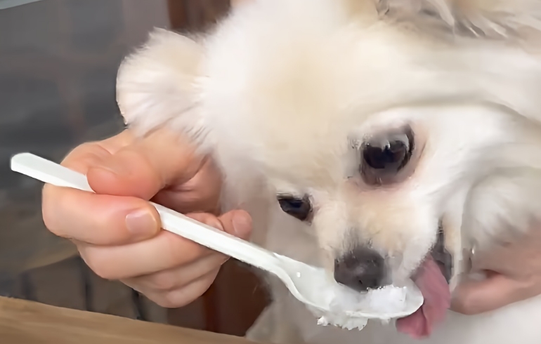 ワンちゃん用かき氷（食べている様子）
