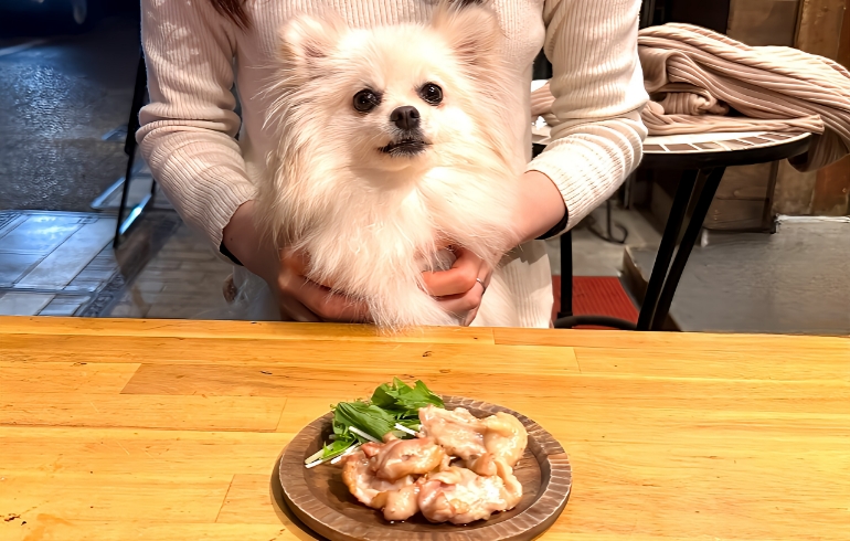 わんちゃん用のごはん4