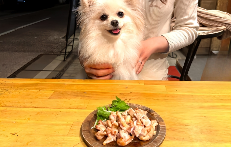 わんちゃん用のごはん5