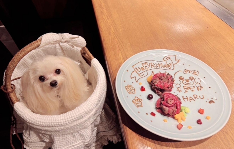 お肉のプレートとワンちゃん