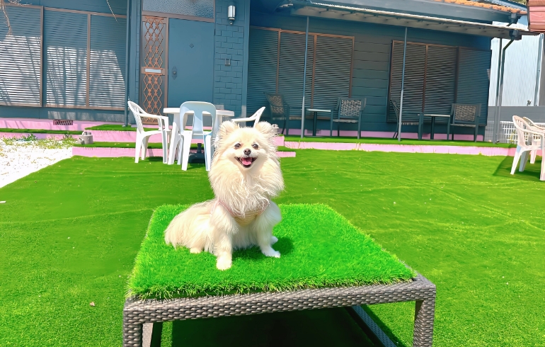 ドックランではしゃぐゆめちゃん2