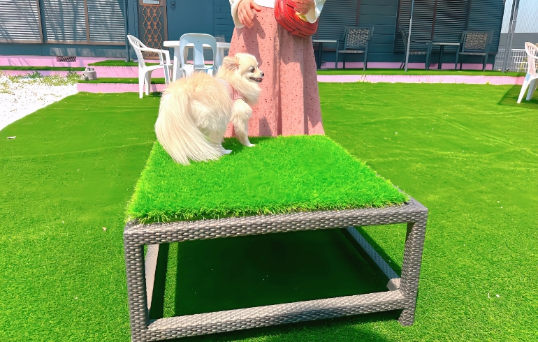 ドックランではしゃぐゆめちゃん3
