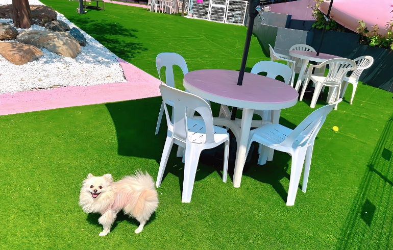 小型犬ドックラン7