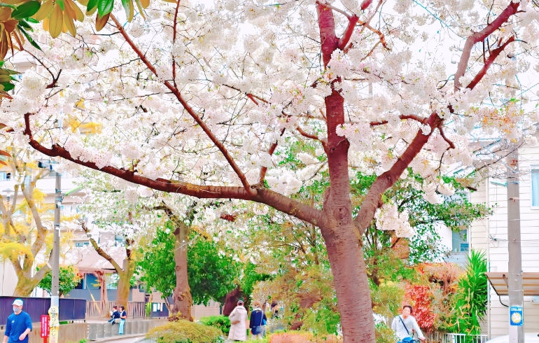 桜1