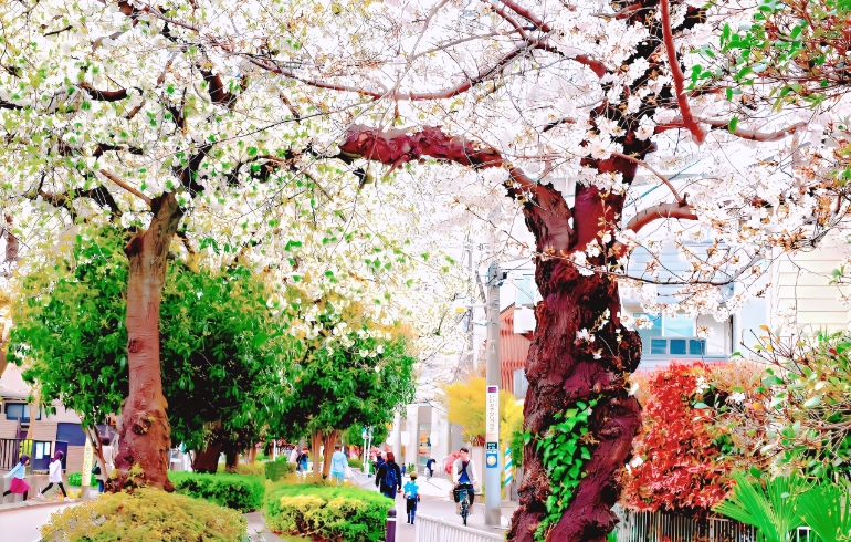 桜2