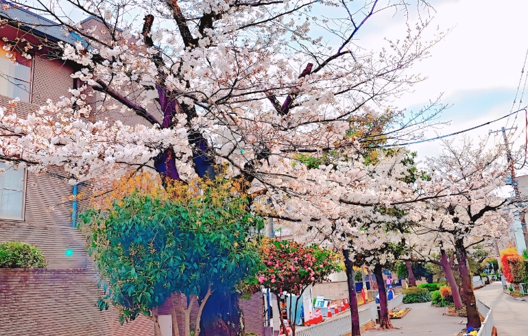 桜3