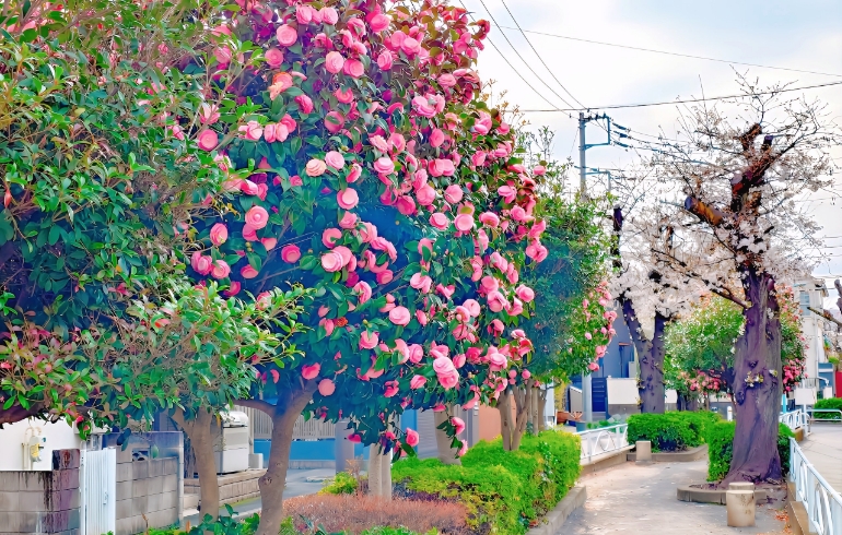 桜4