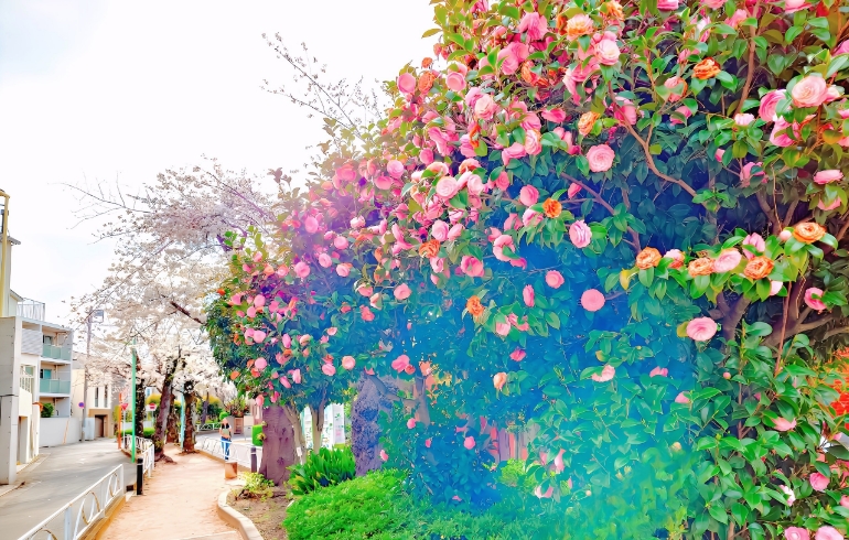 桜5