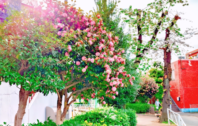 桜6