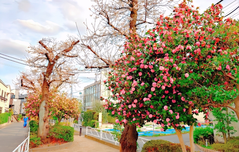 桜7