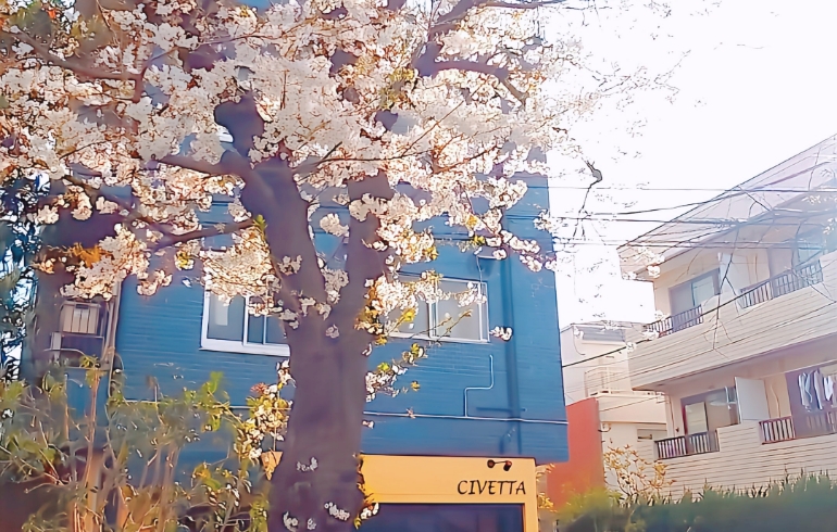 桜1