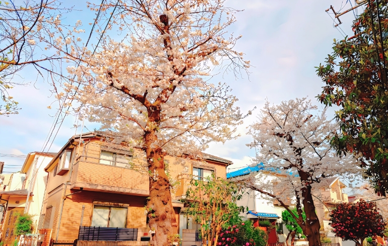 桜2