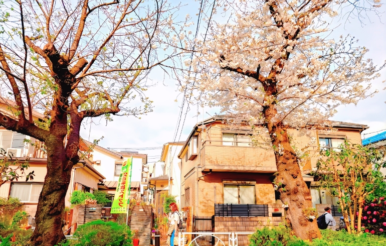 桜3