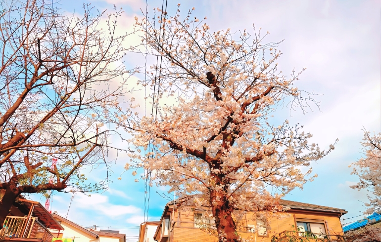 桜4