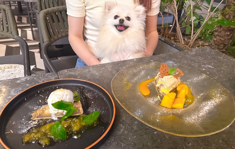 チャイのチーズケーキなどのデザート各種とゆめちゃん