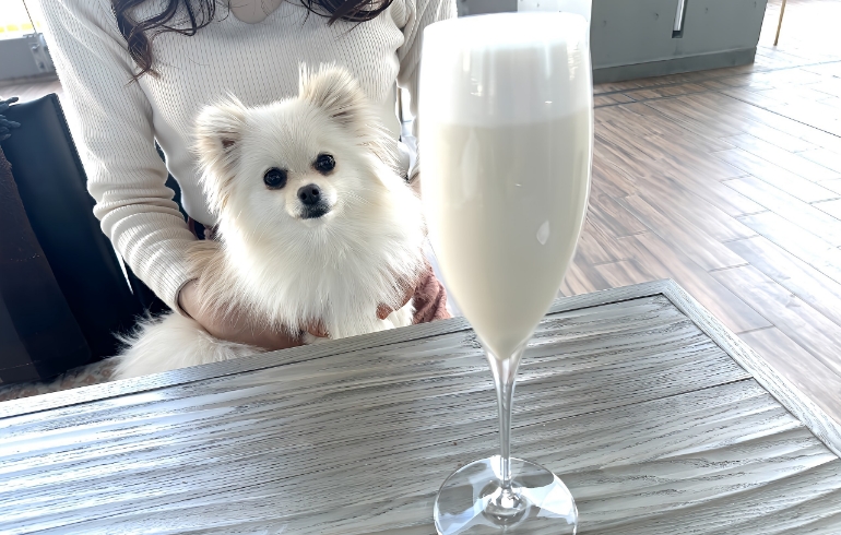コーヒー