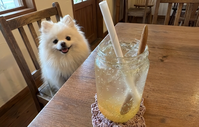 自家製果実酢ドリンクとゆめちゃん